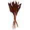 Dried Plant Bamboo Natural Foliage with Long Stems